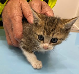 里親募集 ミズノ動物クリニック Ct完備の印西市の動物病院 年中無休